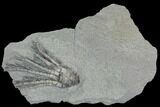 Crinoid (Decadocrinus) Fossil - Crawfordsville, Indiana #125907-1